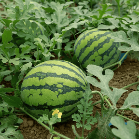 SeedHarvest – Heirloom Non-GMO Watermelon Seeds (50/100PCS)