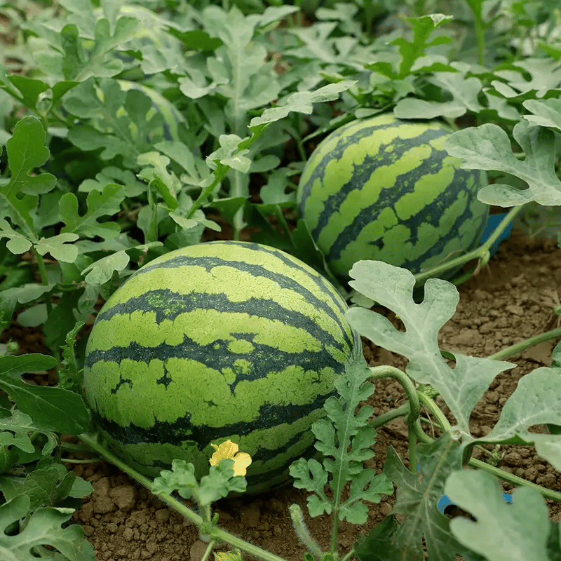 SeedHarvest – Heirloom Non-GMO Watermelon Seeds (50/100PCS)