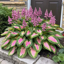 GardenÉlan – Rare Hosta Seeds for Home Gardens (100 Seeds)