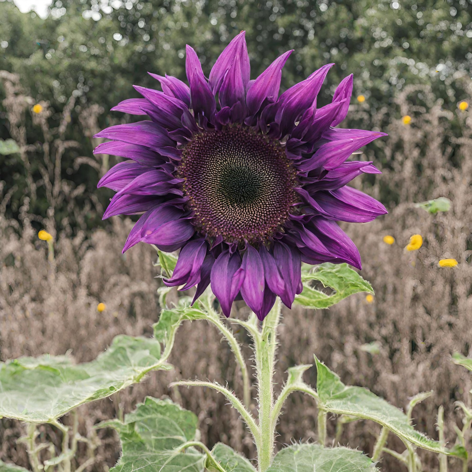 SunGiant – Rare Purple Sunflower Seeds