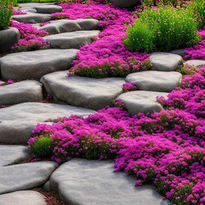 ThymeCreep – Optimal Ground Cover Seeds