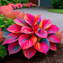 GardenÉlan – Rare Hosta Seeds for Home Gardens (100 Seeds)