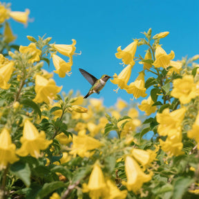FloraAura "Hummingbird Carpet" – Epilobium garrettii Rainbow Burst Seeds