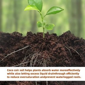 CocoBloom – Natural Coconut Coir Bricks for Plants