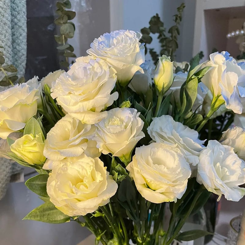 BloomRidge – Hardy Perennial Lisianthus Seeds