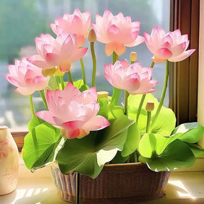 LotusBloom – The Sacred Bonsai Bowl Lotus Flower