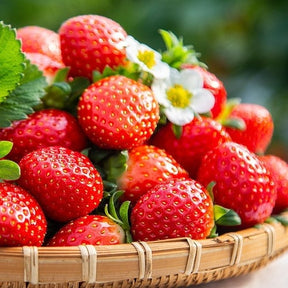 HarvestBerry – Garden Strawberry Seeds