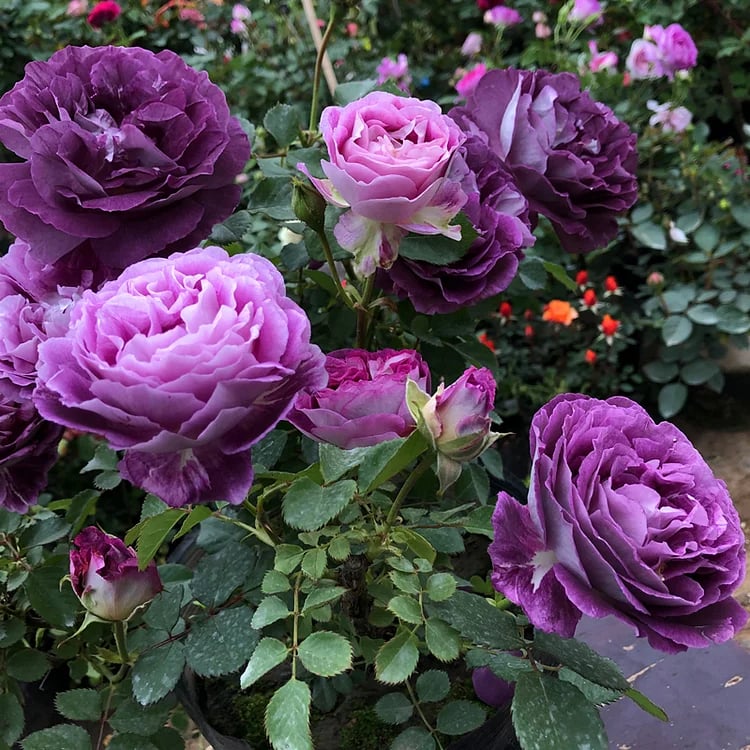 BloomVine – Beautiful Climbing Rose Seeds