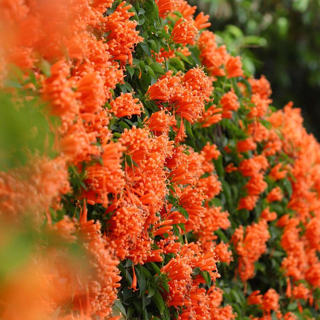 FloraAura "Hummingbird Carpet" – Epilobium garrettii Rainbow Burst Seeds