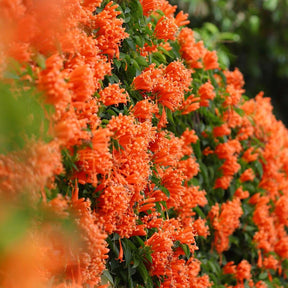 FloraAura "Hummingbird Carpet" – Epilobium garrettii Rainbow Burst Seeds