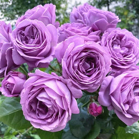 BloomVine – Beautiful Climbing Rose Seeds