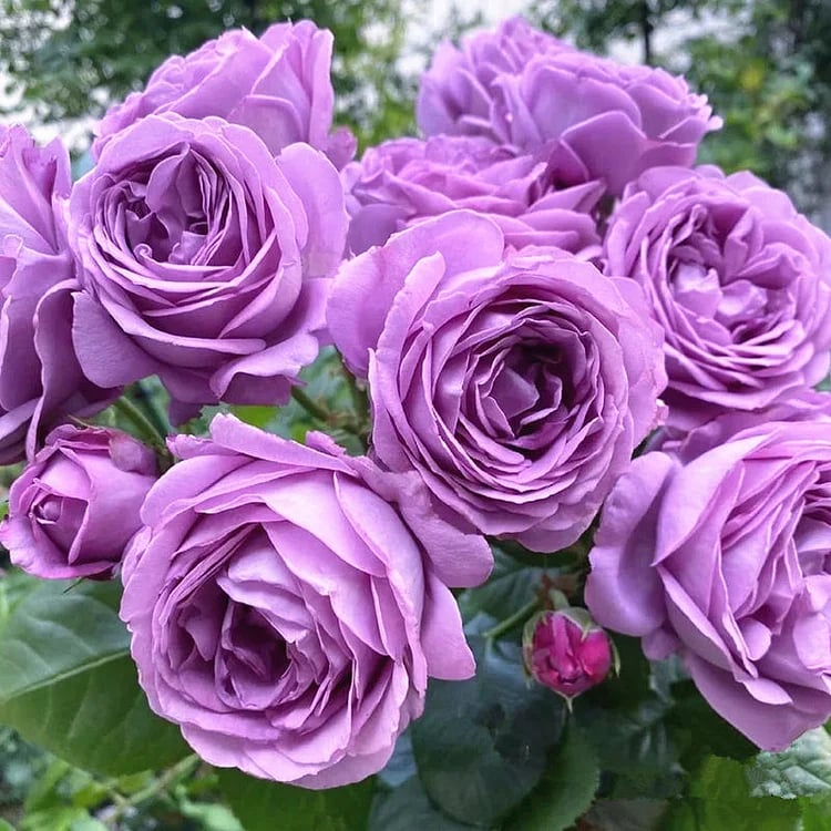 BloomVine – Beautiful Climbing Rose Seeds