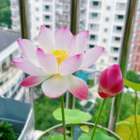 LotusBloom – The Sacred Bonsai Bowl Lotus Flower