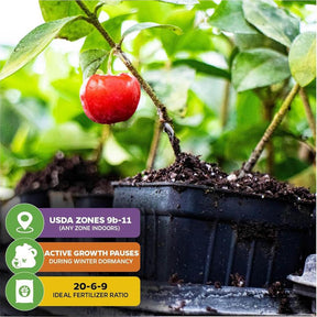 🍒 (New Harvest) Sweet Cherry Seeds 🌿Pre-Primed for High Germination (99% Germination)