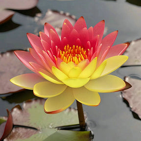 LotusBloom – The Sacred Bonsai Bowl Lotus Flower