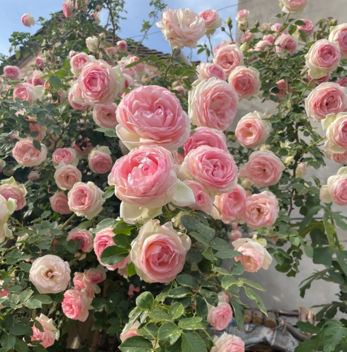 RoseCascade – Premium Climbing Rose Bulbs