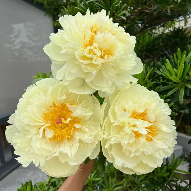 RoyalBloom - Luxurious Peony Flower Seeds | The Queen of Flowers