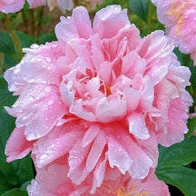 RoyalBloom - Luxurious Peony Flower Seeds | The Queen of Flowers