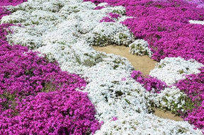 ThymeCreep – Optimal Ground Cover Seeds