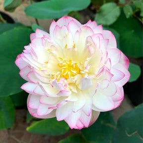 LotusBloom – The Sacred Bonsai Bowl Lotus Flower