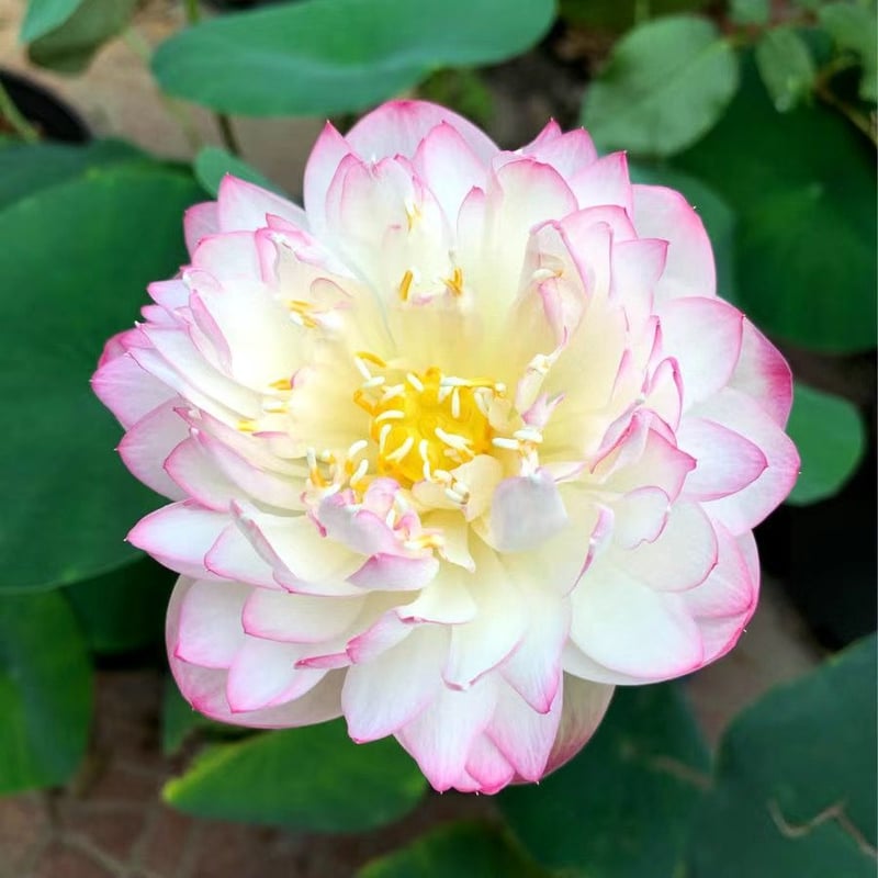 LotusBloom – The Sacred Bonsai Bowl Lotus Flower