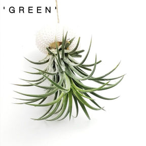 AquaBloom – Hanging Air Plant Jellyfish