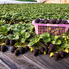 ShadowBerry - Exotic Black Strawberry Seeds
