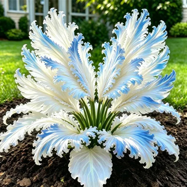 GardenGrace – Swan Feather Hosta Bulbs Collection
