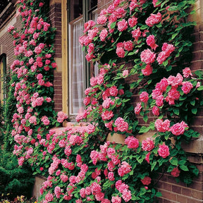 BloomVine – Beautiful Climbing Rose Seeds