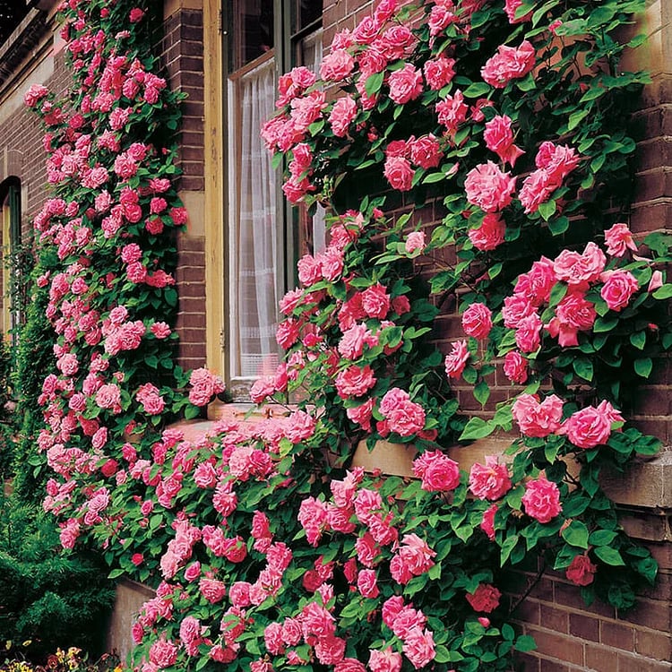 BloomVine – Beautiful Climbing Rose Seeds