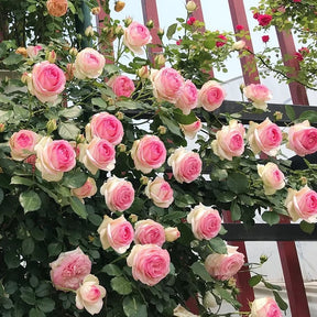BloomVine – Beautiful Climbing Rose Seeds