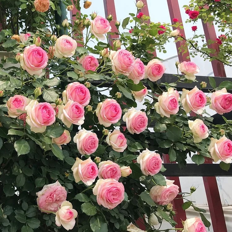 BloomVine – Beautiful Climbing Rose Seeds