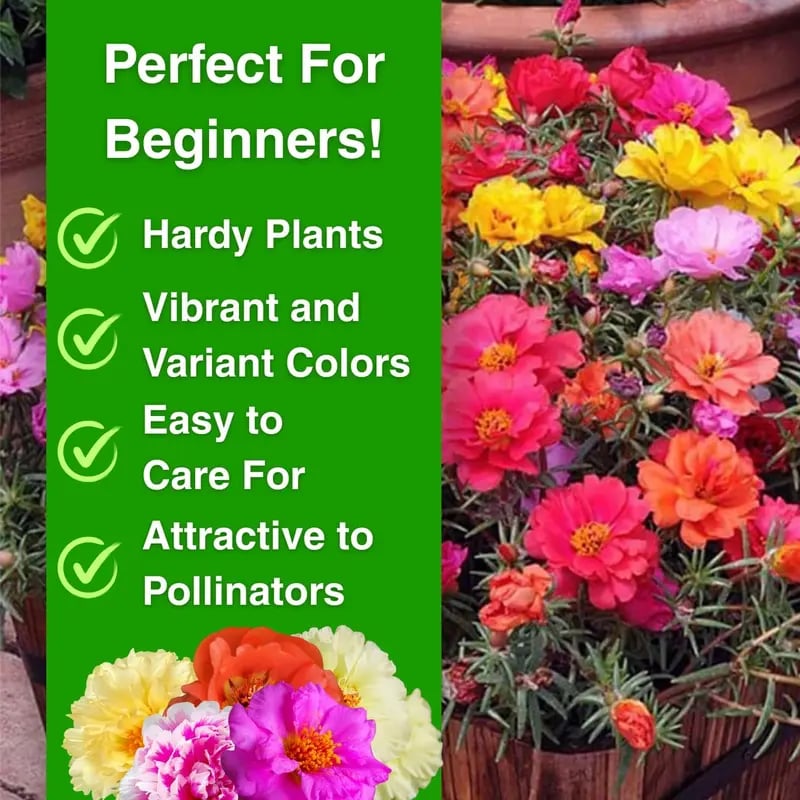 ColorWave Portulaca – Summer Bloom Seeds