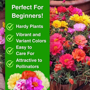 PetalNest – Easy-to-Grow Moss Rose Flower Seeds