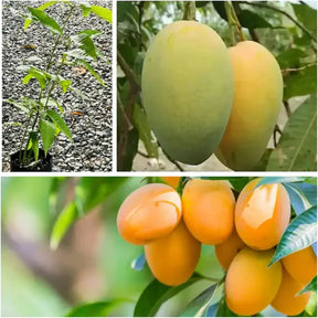 MangoMajesty – Tropical Grow Kit