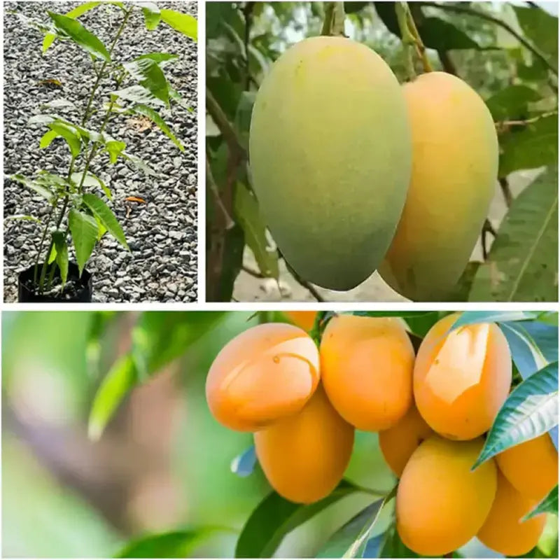 MangoMajesty – Tropical Grow Kit