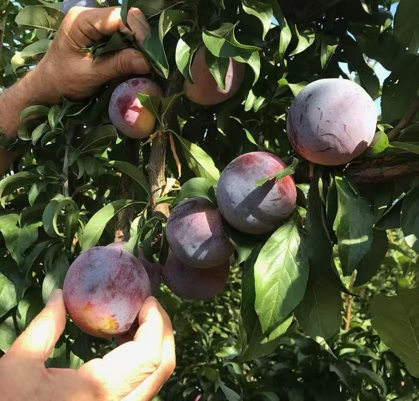 PureHarvest – Heirloom Non-GMO Grafted Plum Tree Sapling