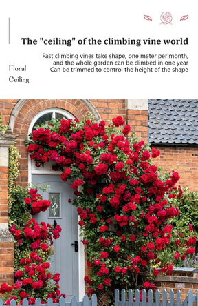 BloomVine – Beautiful Climbing Rose Seeds