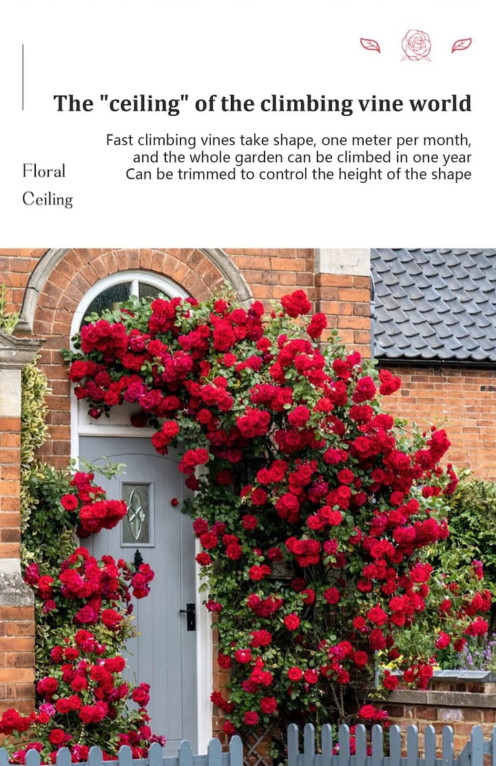BloomVine – Beautiful Climbing Rose Seeds