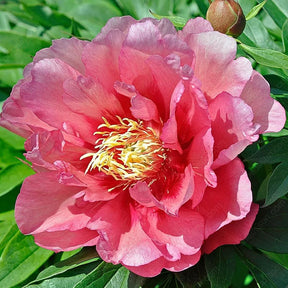 🌸 Rare Climbing Peony Bulbs🪴Big Full Blooms, Cold Hardy Perennial, Easy to Grow Garden Favorite