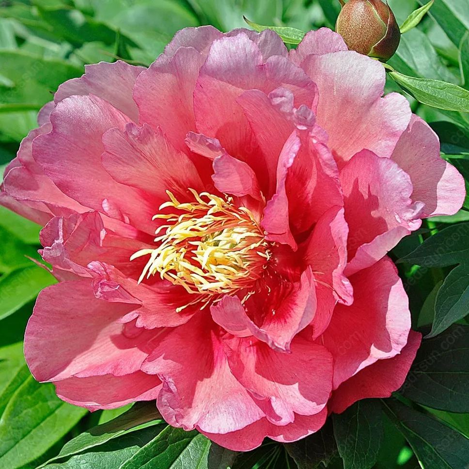 🌸 Rare Climbing Peony Bulbs🪴Big Full Blooms, Cold Hardy Perennial, Easy to Grow Garden Favorite