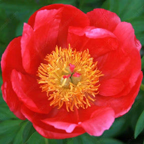 🌸 Rare Climbing Peony Bulbs🪴Big Full Blooms, Cold Hardy Perennial, Easy to Grow Garden Favorite