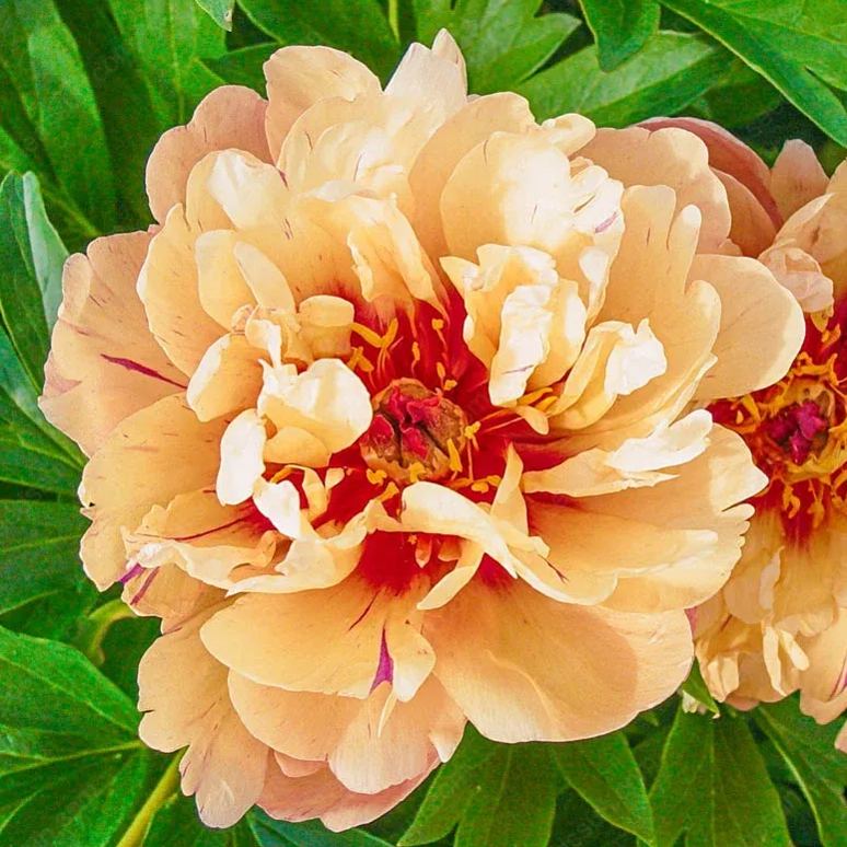 🌸 Rare Climbing Peony Bulbs🪴Big Full Blooms, Cold Hardy Perennial, Easy to Grow Garden Favorite