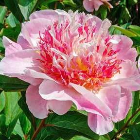 🌸 Rare Climbing Peony Bulbs🪴Big Full Blooms, Cold Hardy Perennial, Easy to Grow Garden Favorite