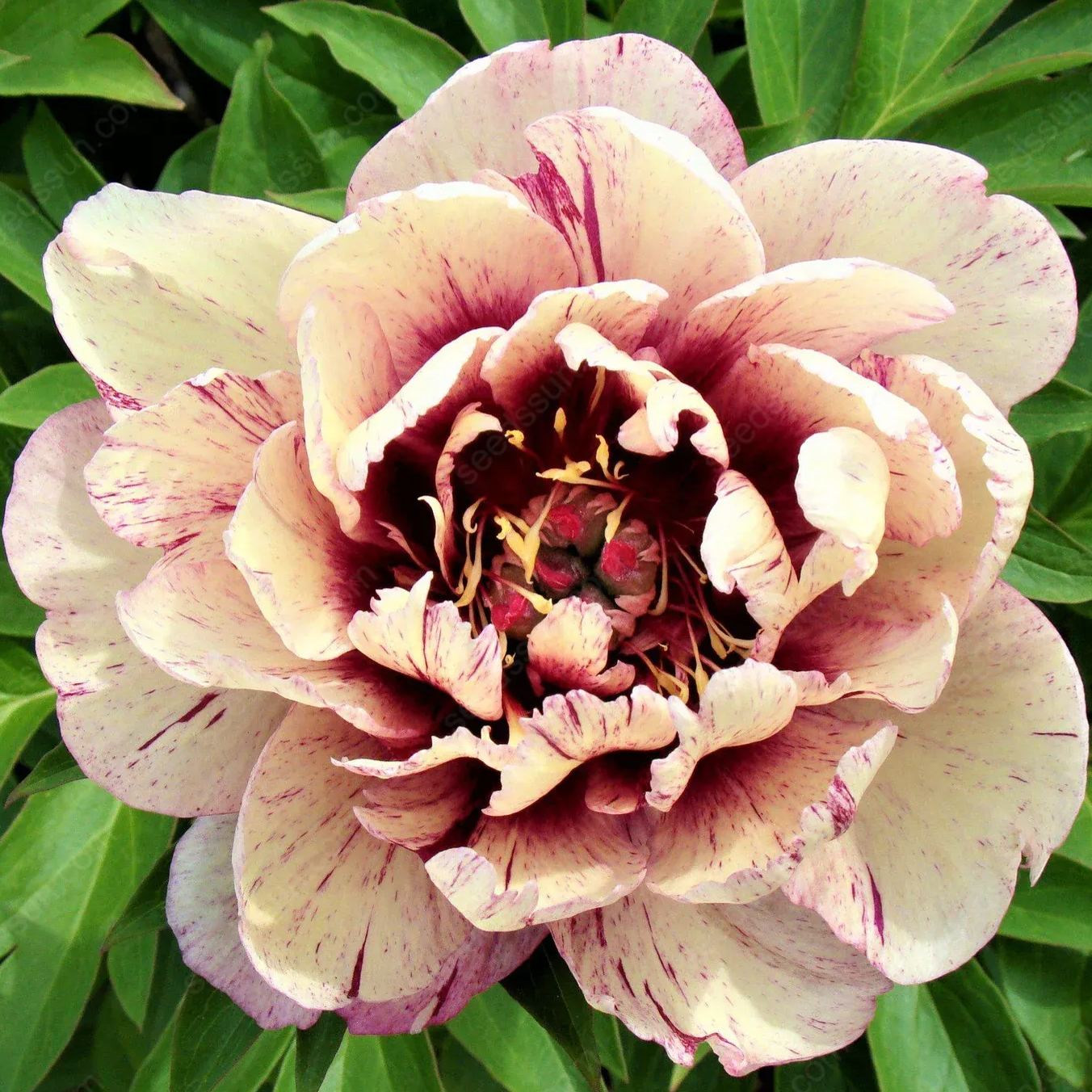 🌸 Rare Climbing Peony Bulbs🪴Big Full Blooms, Cold Hardy Perennial, Easy to Grow Garden Favorite