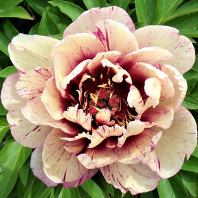 🌸 Rare Climbing Peony Bulbs🪴Big Full Blooms, Cold Hardy Perennial, Easy to Grow Garden Favorite