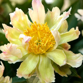 🌸 Rare Climbing Peony Bulbs🪴Big Full Blooms, Cold Hardy Perennial, Easy to Grow Garden Favorite