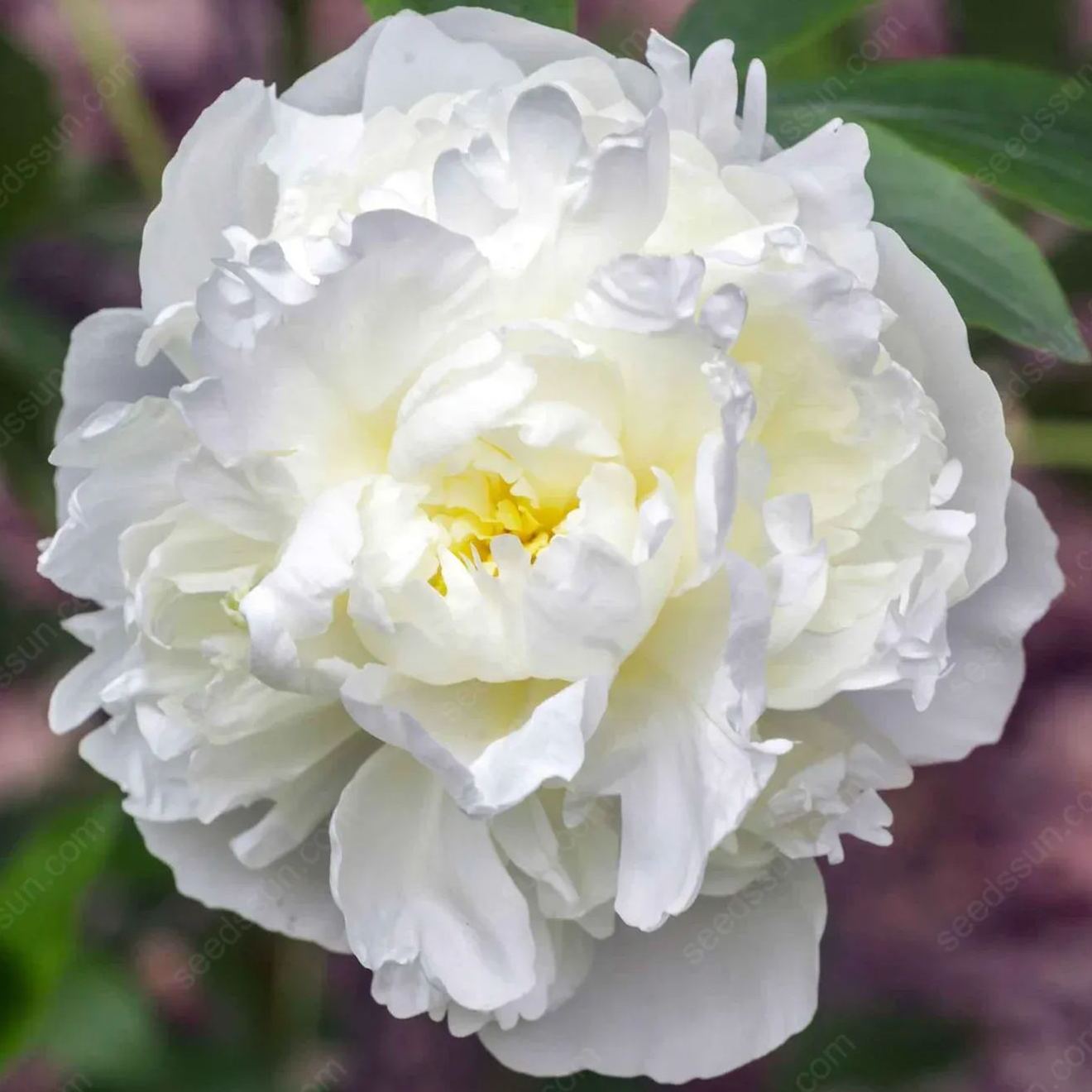🌸 Rare Climbing Peony Bulbs🪴Big Full Blooms, Cold Hardy Perennial, Easy to Grow Garden Favorite