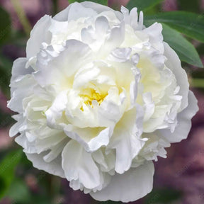 🌸 Rare Climbing Peony Bulbs🪴Big Full Blooms, Cold Hardy Perennial, Easy to Grow Garden Favorite
