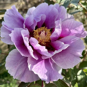 🌸 Rare Climbing Peony Bulbs🪴Big Full Blooms, Cold Hardy Perennial, Easy to Grow Garden Favorite
